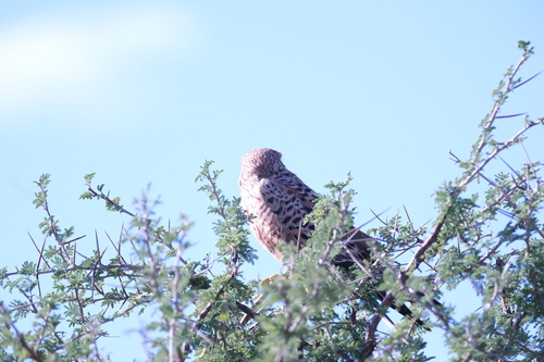 Greater Kestrel (Falco rupicoloides), photo 6
