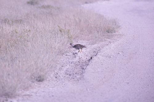 Northern Black Korhaan (Afrotis afraoides), photo 7