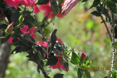 Phaeoptila sordida