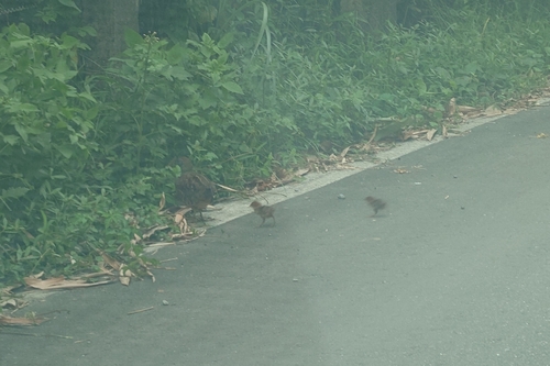 Taiwan Bamboo Partridge (Bambusicola sonorivox), photo 6