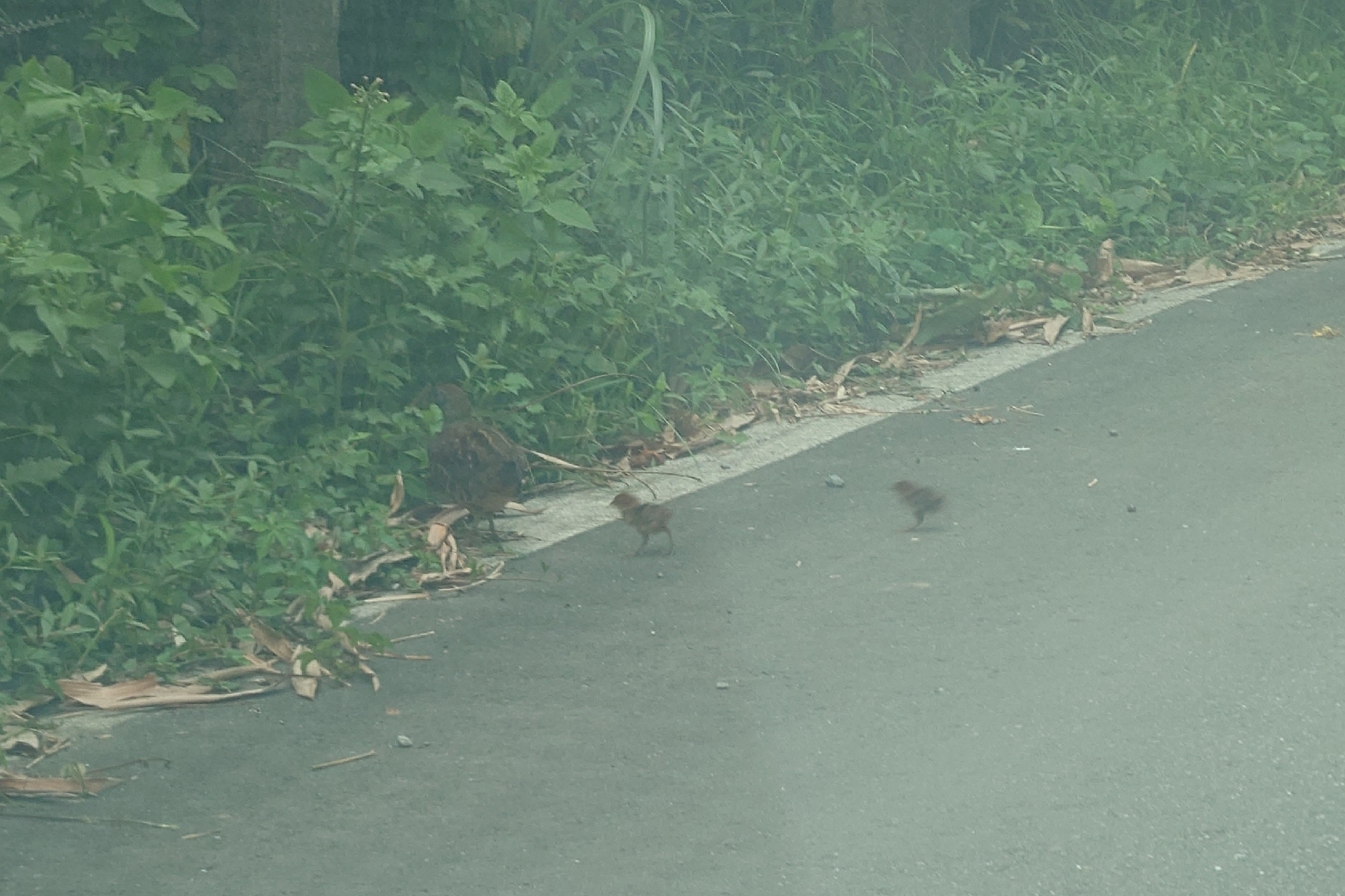 Taiwan Bamboo Partridge (Bambusicola sonorivox), photo 7