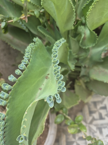 Mother of Thousands
