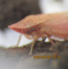 Xerophloea peltata