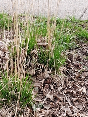 Oryzopsis asperifolia