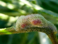 Aceria paracalifornica