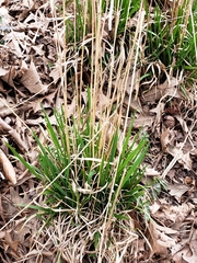 Oryzopsis asperifolia