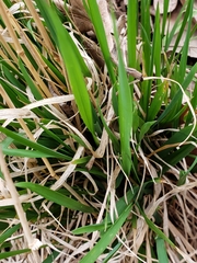 Oryzopsis asperifolia