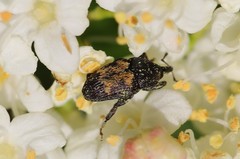 Glyptobaris lecontei