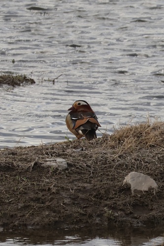 Mandarin Duck
