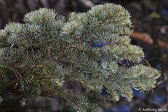 Abies magnifica magnifica