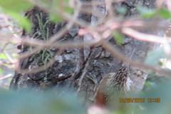 Lepidocolaptes leucogaster