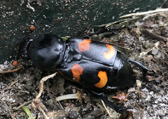 Nicrophorus carolina