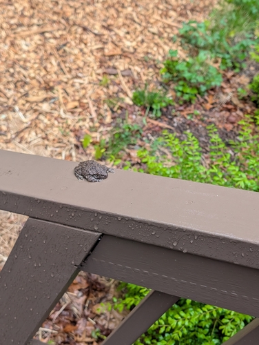 Gray Treefrog observed by chelsealembert