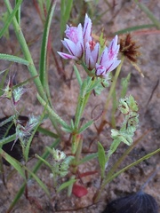 Polycarpaea spirostylis