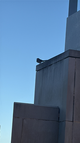 Northern Mockingbird observed by inikazy