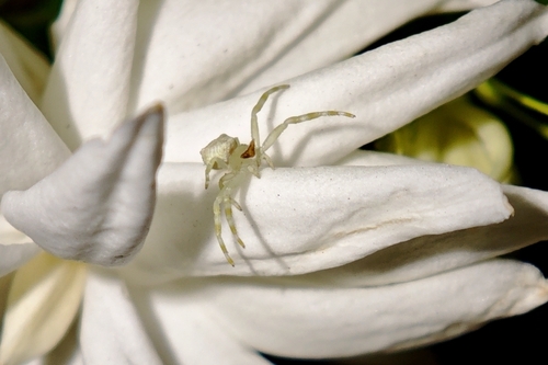 Thomisus unidentatus
