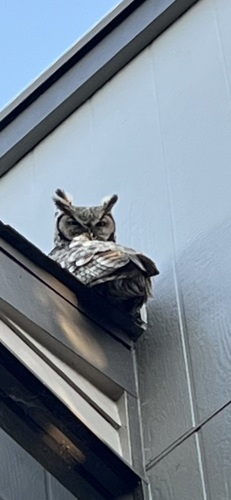 Great Horned Owl observed by barefootartist