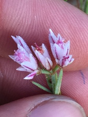 Polycarpaea spirostylis