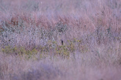 Northern Black Korhaan (Afrotis afraoides), photo 8