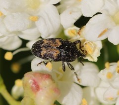 Glyptobaris lecontei