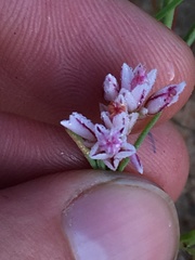 Polycarpaea spirostylis