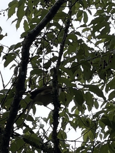 Rufous-crowned Laughingthrush (Pterorhinus ruficeps), photo 6