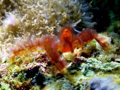 Achaeus japonicus