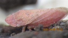 Xerophloea peltata