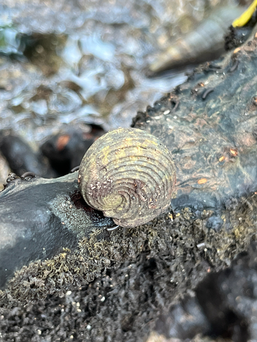 Nerita planospira observed 2026-05-14