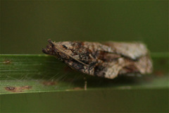 Argyrotaenia sphaleropa