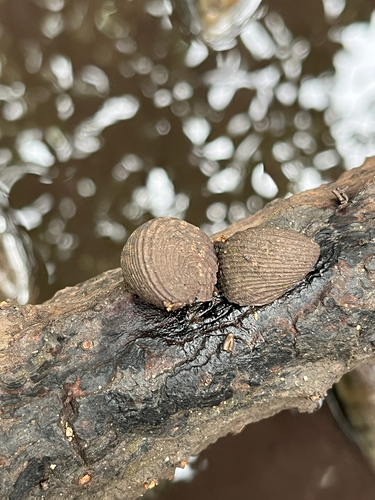 Nerita planospira observed 2026-05-14