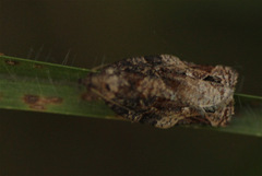Argyrotaenia sphaleropa
