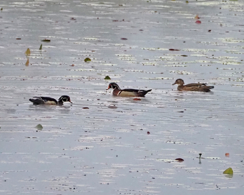 Wood Duck observed by don_marotte