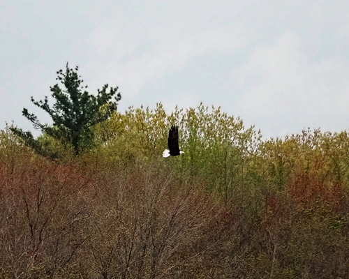 Bald Eagle observed by don_marotte