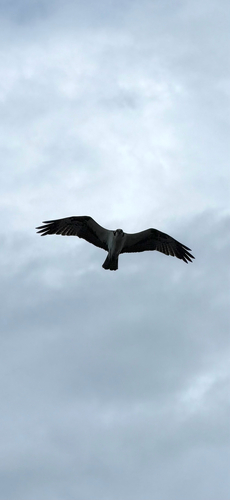 Osprey observed by jmasterfunk757