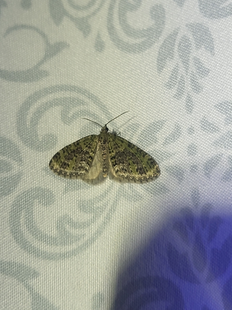 Olive-and-black Carpet Moth