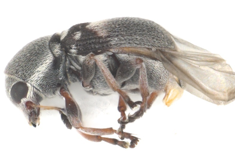 Eugonops