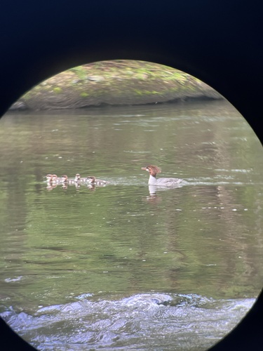 Common Merganser observed by mlesh02
