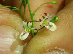 Nemacladus orientalis