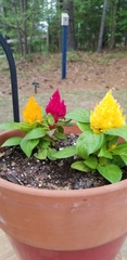 Celosia argentea plumosa