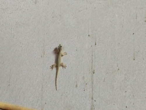 Flat-tailed House Gecko