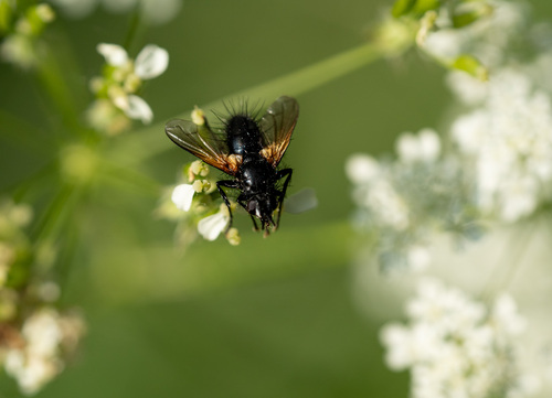 Zophomyia temula, Buitengebied Noordoost, Tilburg, Nederland, photo 10 of 10