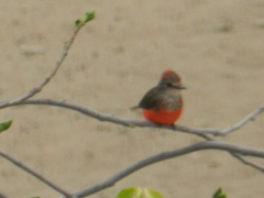 Pyrocephalus rubinus saturatus