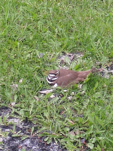Killdeer observed by duane83803