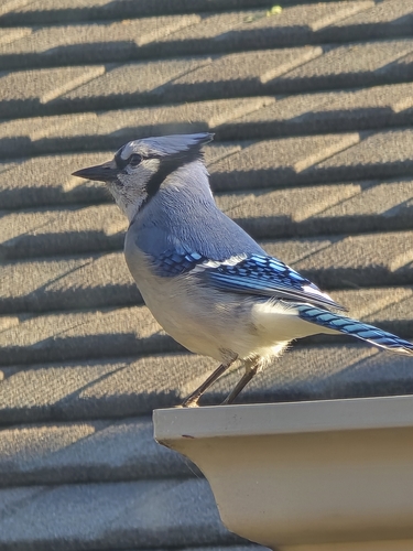 Blue Jay observed by louis98947