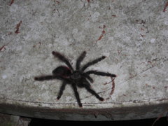 Avicularia