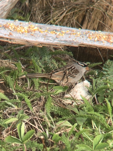 White-crowned Sparrow photographed in Maine