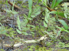 Neptunia oleracea