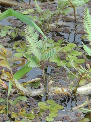 Neptunia oleracea