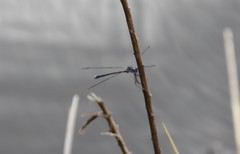 Lestes australis